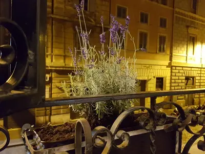 a window with a potted plant on a balcony at Loft Pantheon in Rome