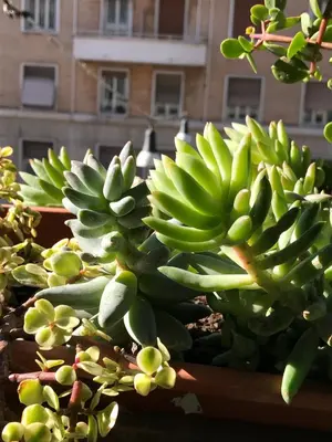 a bunch of green bananas growing on a plant at Pardis Guest house in Rome