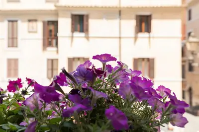 a bouquet of purple flowers in front of a building at Buongiorno Colosseo in Rome