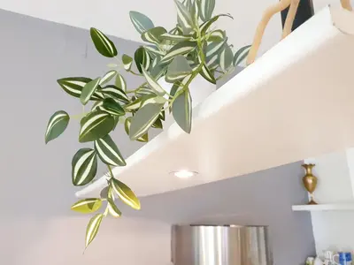 a green plant in a silver pot in a kitchen at Studio via Nicola Fabrizi in Rome