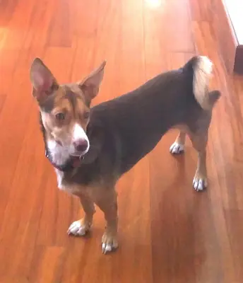 a small brown and black dog standing on a wooden floor at Anna Vì Guest Home in Rome