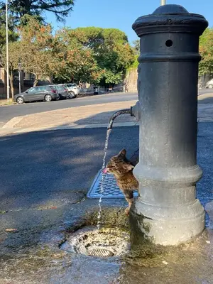 a cat is drinking water from a fire hydrant at Sourire Hotel in Rome