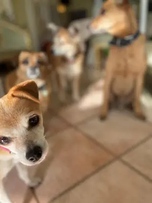 a dog looking at the camera with other dogs in the background at Sourire Hotel in Rome