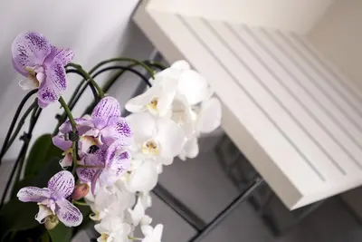 a bouquet of purple and white orchid flowers in a vase at Merulana Holidays in Rome