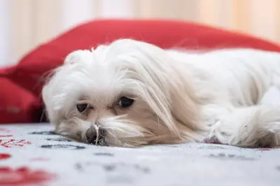 a small white dog laying on a carpet at Marta Inn in Rome
