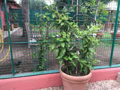 a plant in a pot in front of a cage at Appia Park apartament 10 min dal Colosseo in Rome