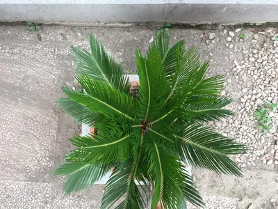 a green palm tree sitting on the ground at Appia Park apartament 10 min dal Colosseo in Rome