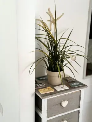 a potted plant on top of a wooden dresser at CasualSuiteMachiavelli in Rome