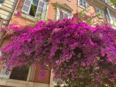 a bunch of purple flowers hanging off the side of a building at Hotel Casa Valdese Roma in Rome