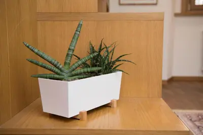 a green plant in a white pot on a table at AmoRoma Francesca in Rome