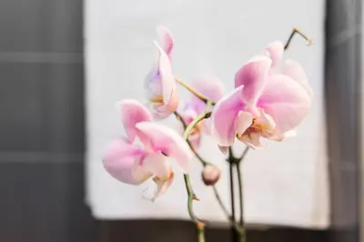 a bunch of pink flowers on a plant at Be My Guest in Rome