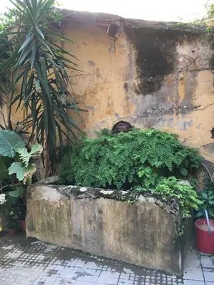 a stone planter filled with green plants next to a wall at Elegant Apartment in the Center of Rome! in Rome