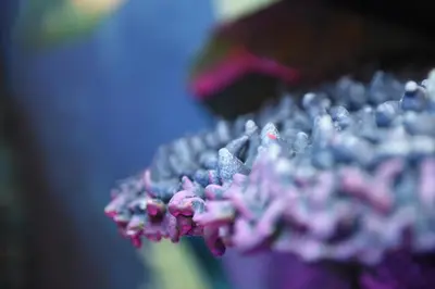 a close up of a purple flower with water on it at MagicSuite Guest House Roma Portuense in Rome