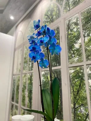 a blue flower in a vase in front of a window at Olympic Suite Roma in Rome
