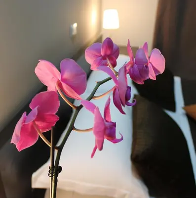 a group of pink flowers in a vase on a table at InnVatican Guest House in Rome