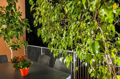 a table with two potted plants on top of it at Vatican Meadows in Rome