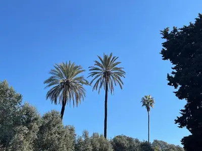 three palm trees against a blue sky at Colosseo Gardens - My Extra Home in Rome