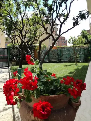 a large pot of red flowers in a yard at Angolo sul Giardino in Rome