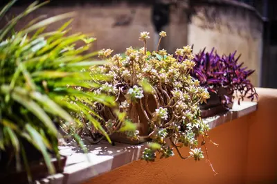 a group of plants sitting on a ledge at The Brunetti - Luxury serviced apartment in Rome