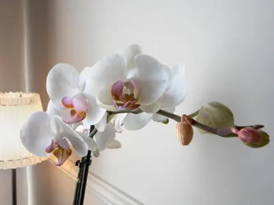 a close up of a white orchid in front of a lamp at Gemini Suites Navona in Rome