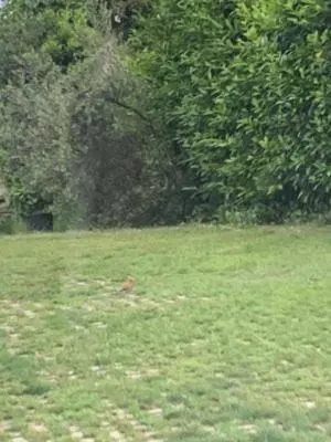 a field of green grass with trees in the background at Amazing Appia Antica - Campidoglio in Rome