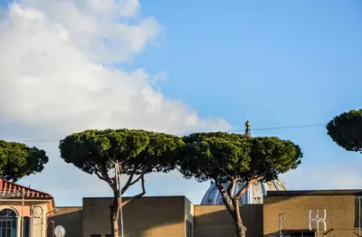a group of trees in front of a building at House Candia 111 - Vatican Museum apartment in Rome