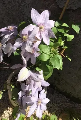 a bunch of purple flowers in a pot at Relais Villa Fiorelli in Rome