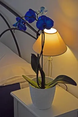 a vase with blue flowers on a table next to a lamp at Casa Via Cesena in Rome