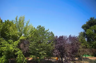 a group of trees with a blue sky in the background at Elements Guest House Roma in Rome