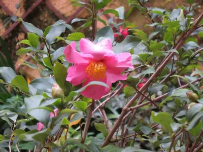 a pink flower on a bush with green leaves at B&B Five in Rome