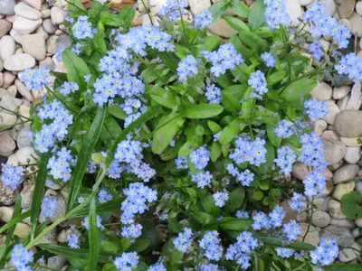 a bunch of blue flowers in a garden at B&B Five in Rome
