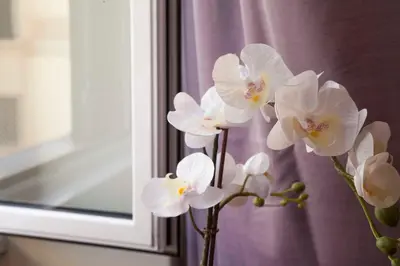 a bunch of white flowers in a vase next to a window at Monti house in Rome