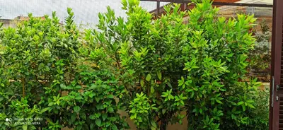 a group of green trees in front of a fence at Living by Vatican with panoramic terraces in Rome in Rome