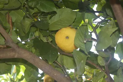 a yellow lemon sitting on a tree branch at St. John Villa in Rome