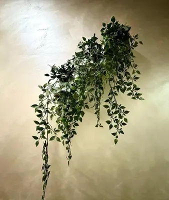 a green plant hanging from a wall at Termini luxury home in Rome