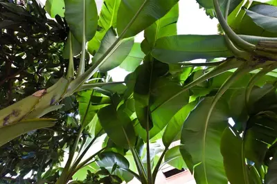 a bunch of banana trees with green leaves at A Casa di Pe' Casa Vacanze in Rome