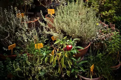 a group of plants in pots in a garden at Hotel Isa in Rome