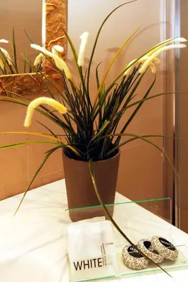 a potted plant sitting on top of a table at Hotel Argentina in Rome