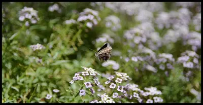 a butterfly flying over a bunch of flowers at Lilium Boutique Hotel in Rome