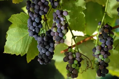 a bunch of grapes hanging from a tree at Hotel Farnese in Rome