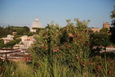 a view of a city with pink flowers on a hill at B&B All'Ombra di San Pietro in Rome