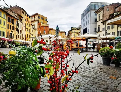 a group of plants on a street with buildings at Hotel Nizza in Rome