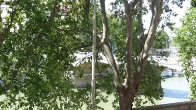 a tree in front of a river with a bridge at Augustana House and Suites in Rome