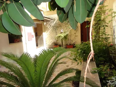 a room with a bunch of plants and trees at Città Eterna Guest House in Rome