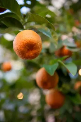 a bunch of oranges hanging from a tree at Hotel Degli Aranci in Rome