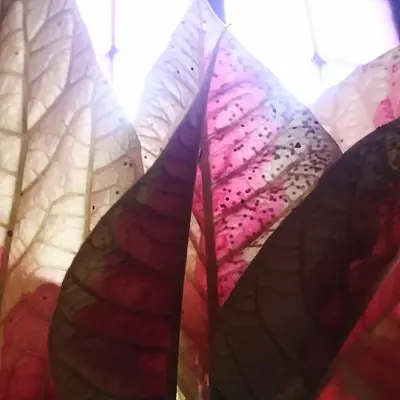 a close up of leaves on a window at OFFICINALE Rome Apartment, Pineta Sacchetti in Rome