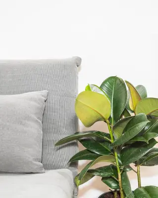 a plant sitting next to a couch with a pillow at Suites Campo de' Fiori - Zen18-19-20 in Rome