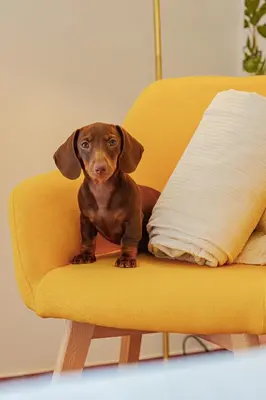 a brown dog sitting on a yellow chair at Alloggio Re di Roma 43 in Rome