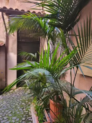 a plant in a pot next to a building at The Fox Cove in Rome