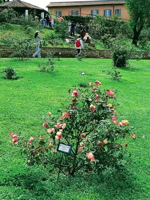 a bush of pink roses in a yard at PORTA MAGGIORE 9 ROMA Locazione Turistica in Rome